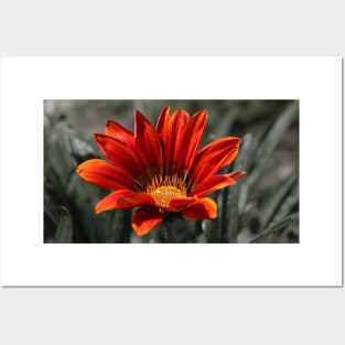 Red Gazania Flower Posters and Art